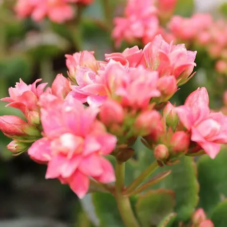 Πανσιόν Su Campanile 3*