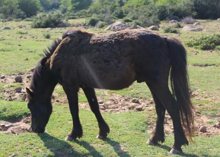 Su Campanile バウネーイ