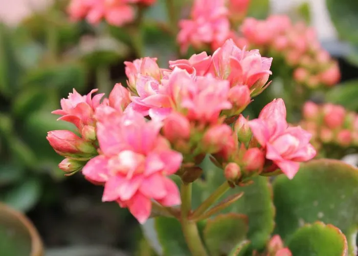 ゲストハウス Su Campanile 3*