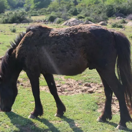 Su Campanile 바우네이
