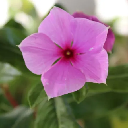 Su Campanile 3* 바우네이