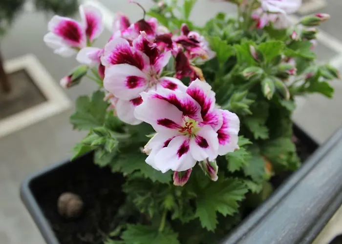 Su Campanile 招待所 包内伊