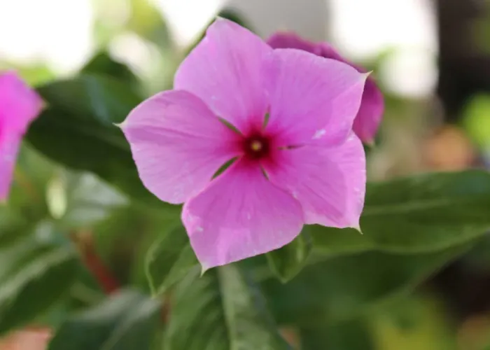 Su Campanile 3* 包内伊